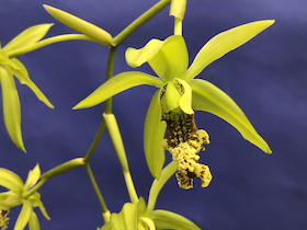 Coelogyne zurowetzii `Natural World'